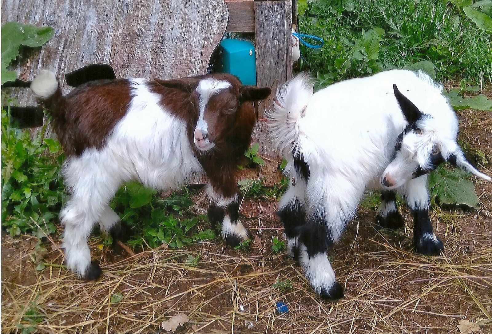 Mini Fainting Goat